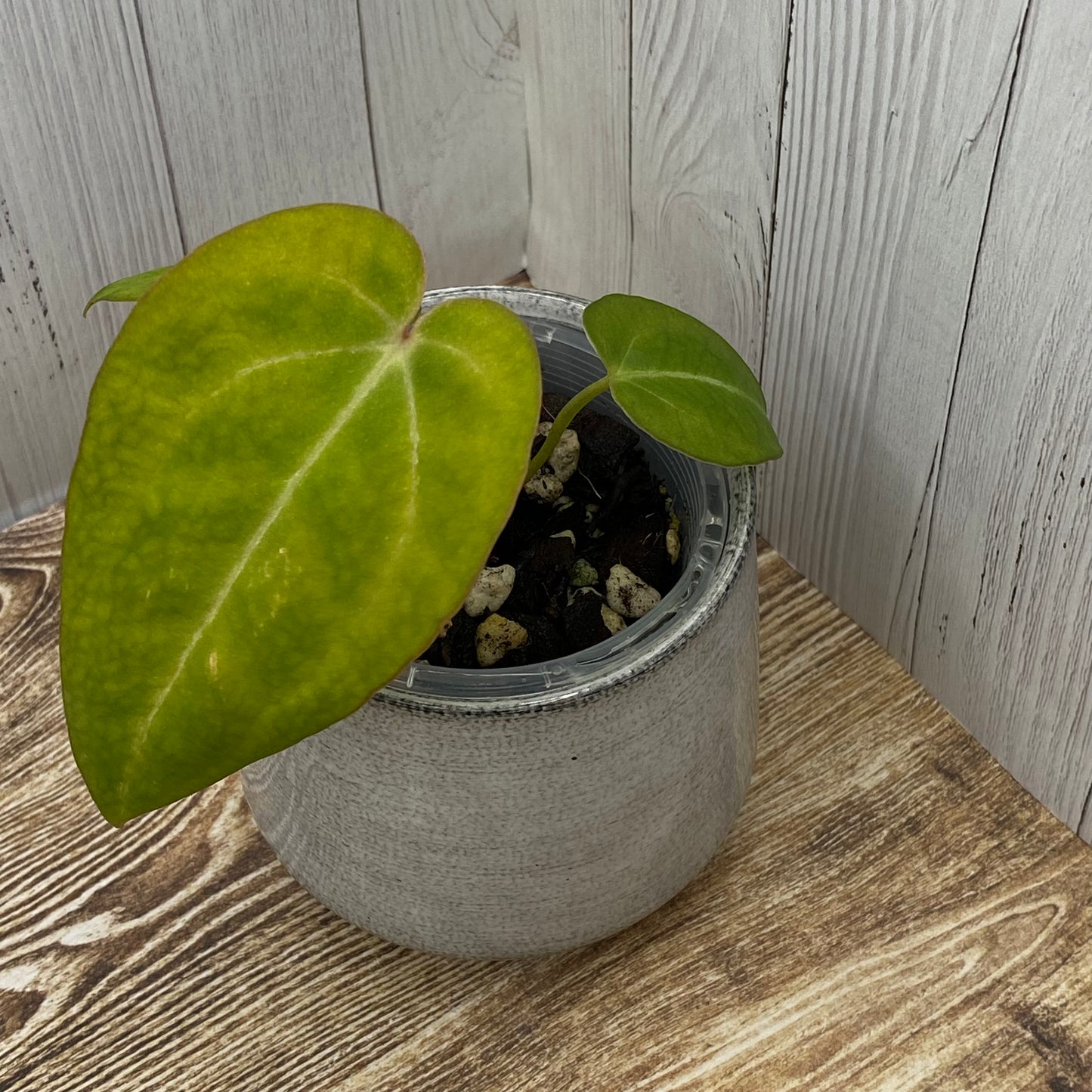 Anthurium Red Crystallinum - G (TC)