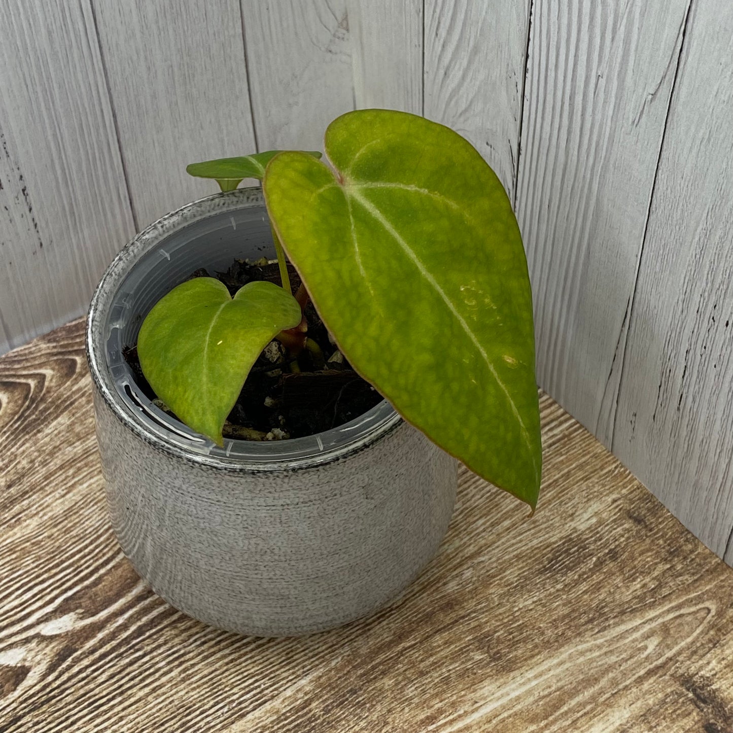 Anthurium Red Crystallinum - G (TC)