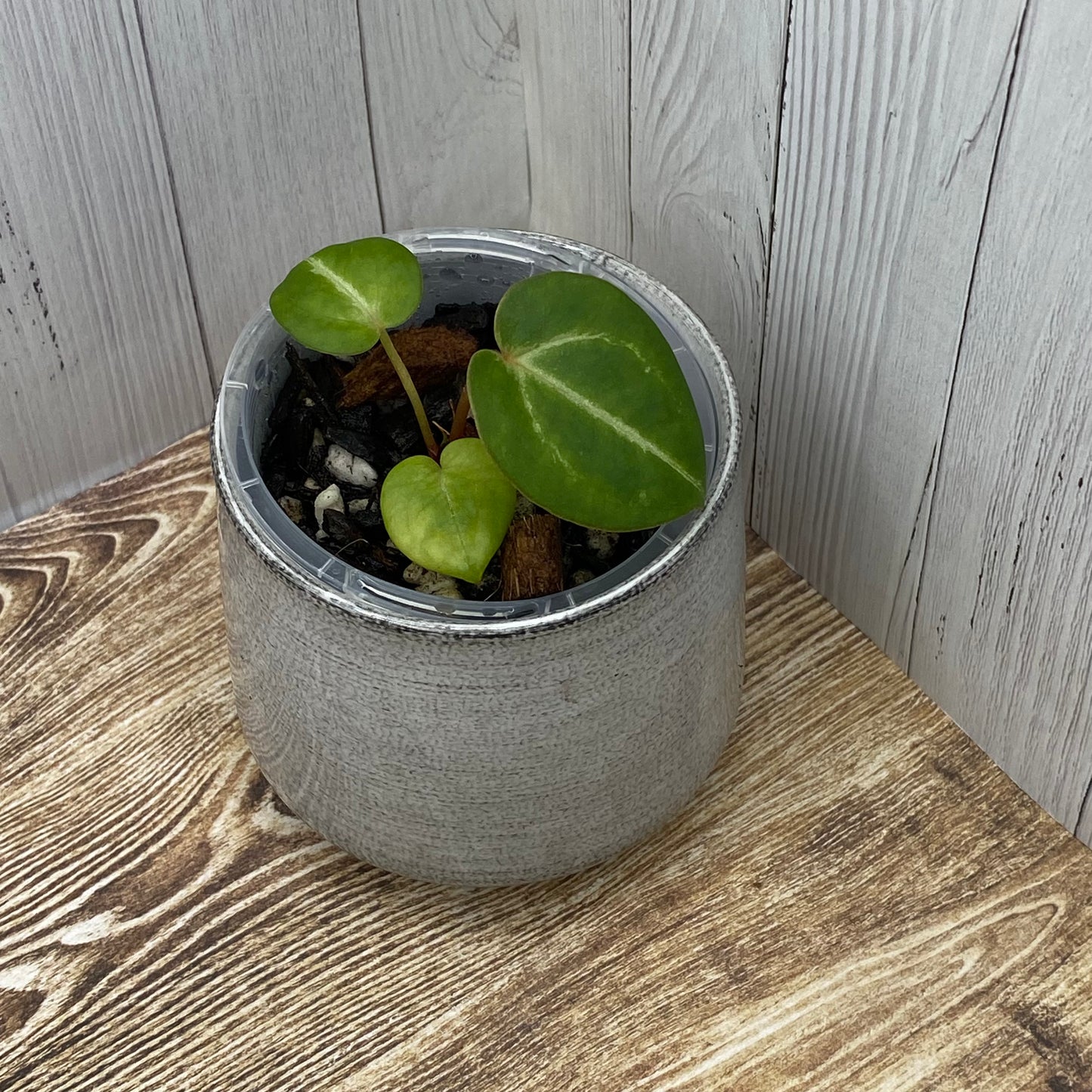 Anthurium Red Crystallinum - H (TC)