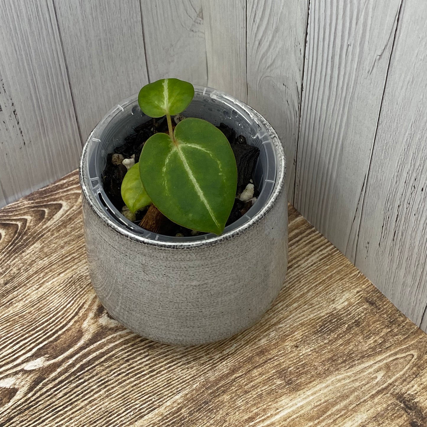Anthurium Red Crystallinum - H (TC)