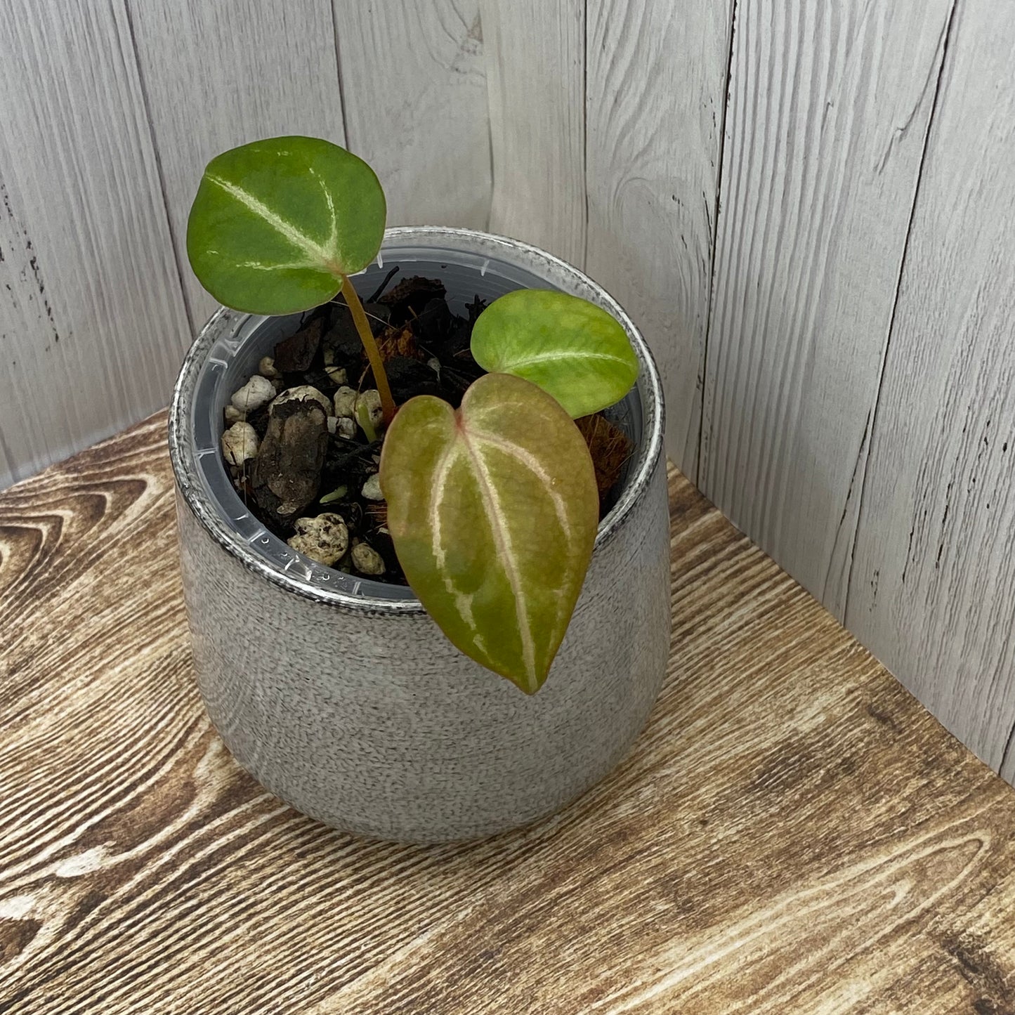 Anthurium Red Crystallinum - I (TC)