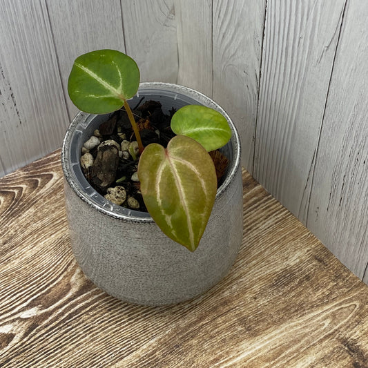 Anthurium Red Crystallinum - I (TC)