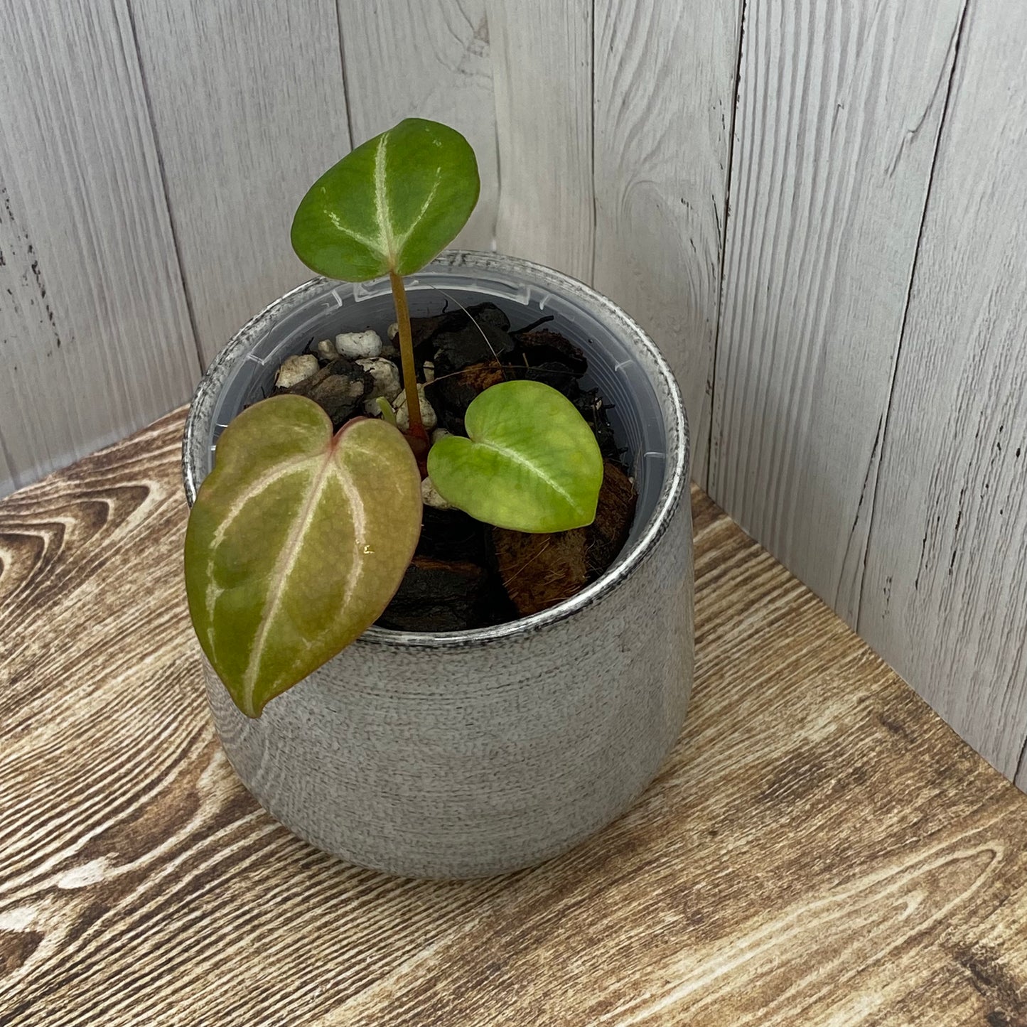 Anthurium Red Crystallinum - I (TC)