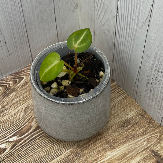 Anthurium Red Crystallinum - J (TC)