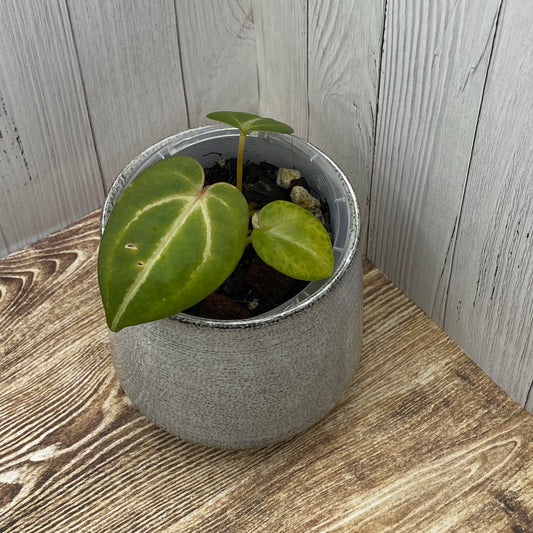 Anthurium Red Crystallinum - K (TC)