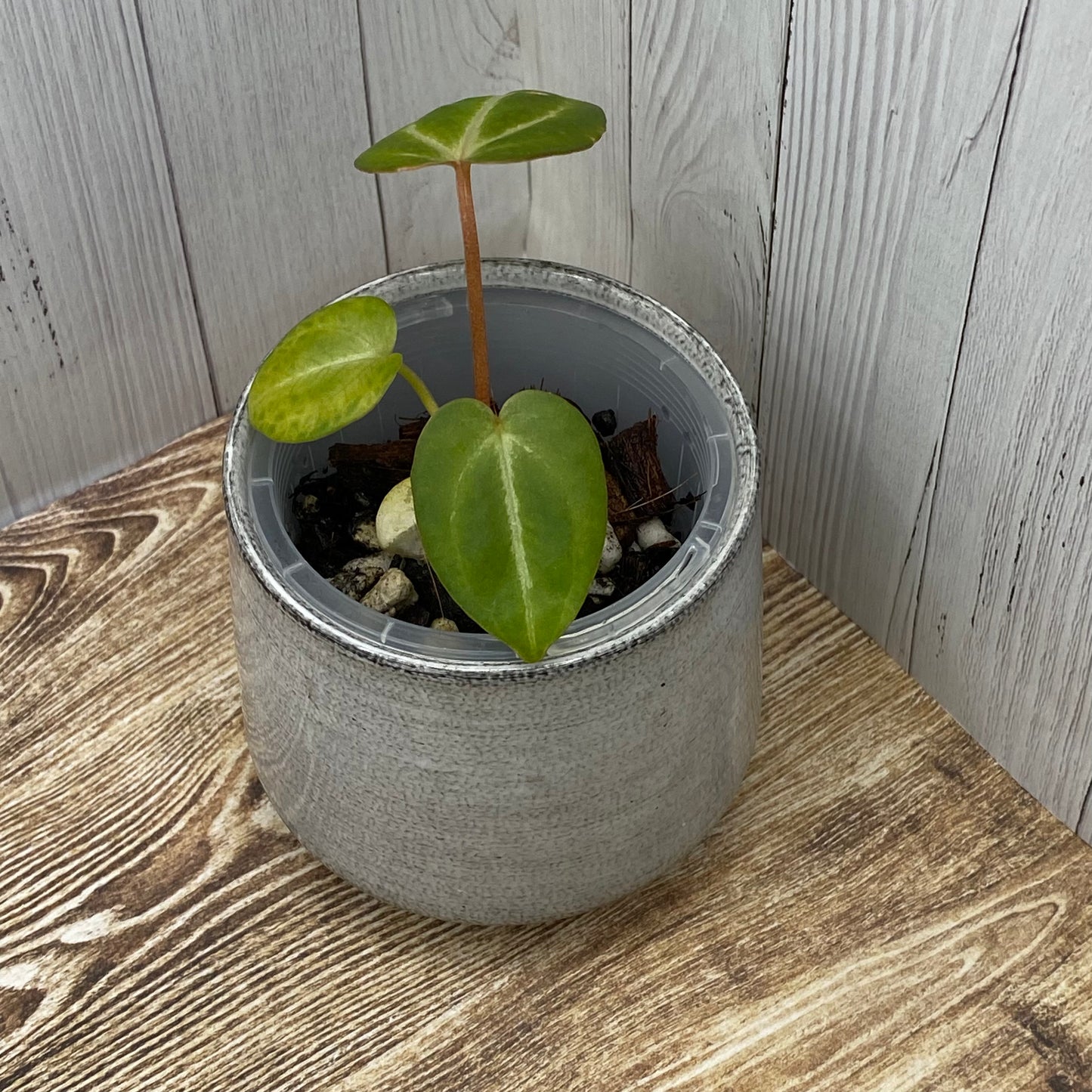 Anthurium Red Crystallinum - K (TC)