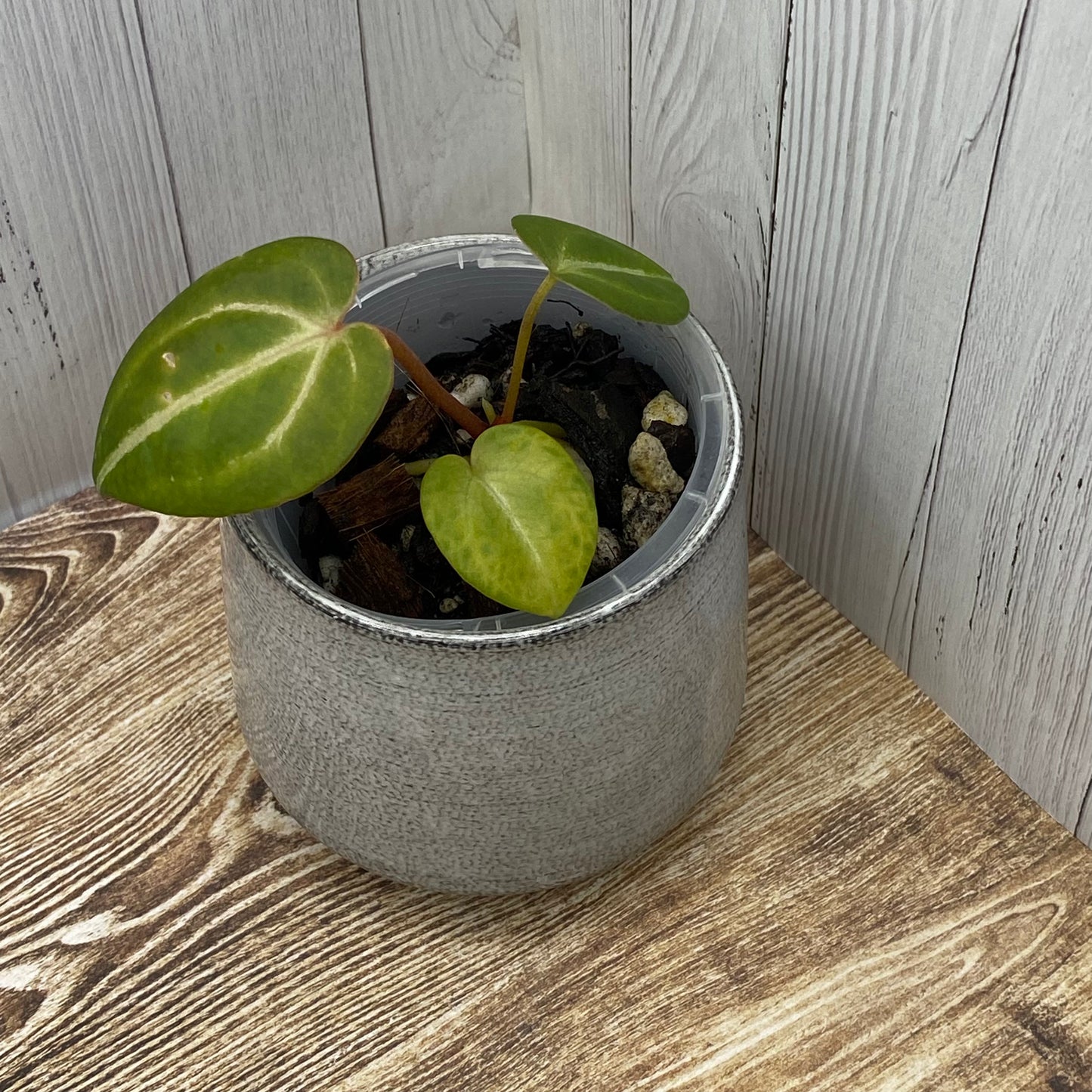 Anthurium Red Crystallinum - K (TC)