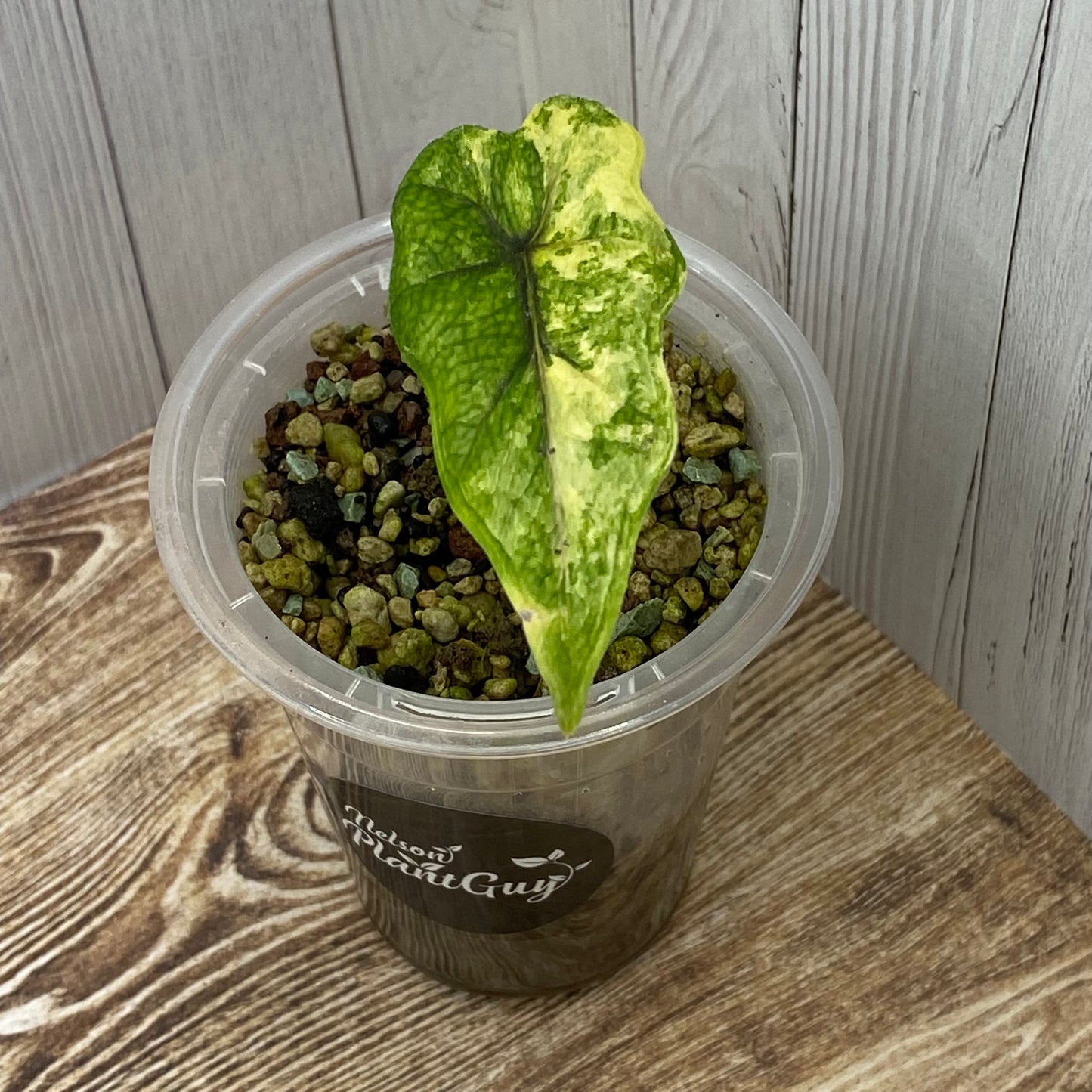 Alocasia Jacklyn Aurea - A (C)