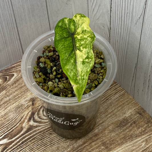 Alocasia Jacklyn Aurea - A (C)