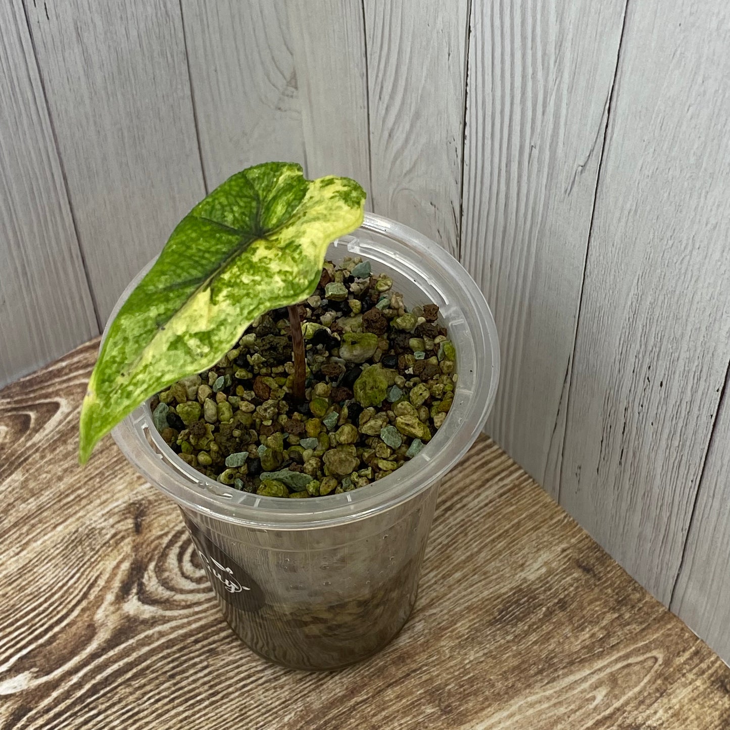 Alocasia Jacklyn Aurea - A (C)