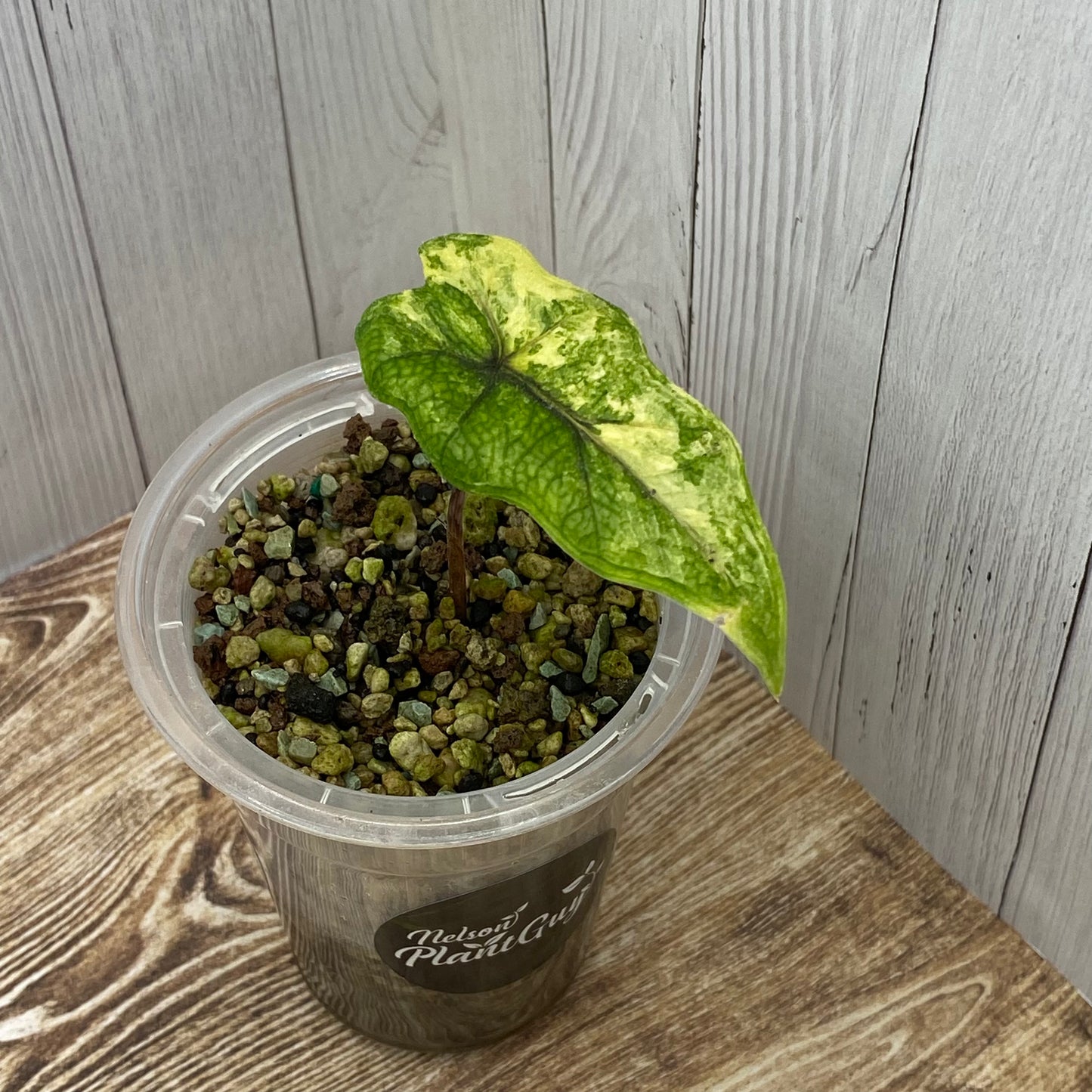 Alocasia Jacklyn Aurea - A (C)