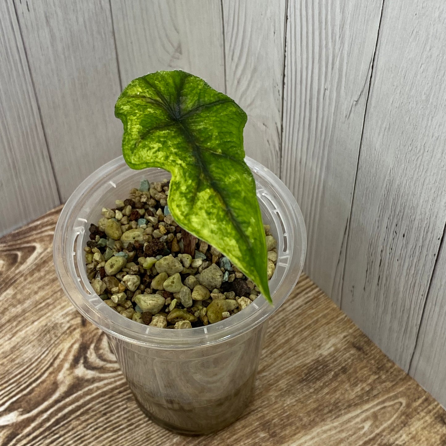 Alocasia Jacklyn Aurea - B (C)