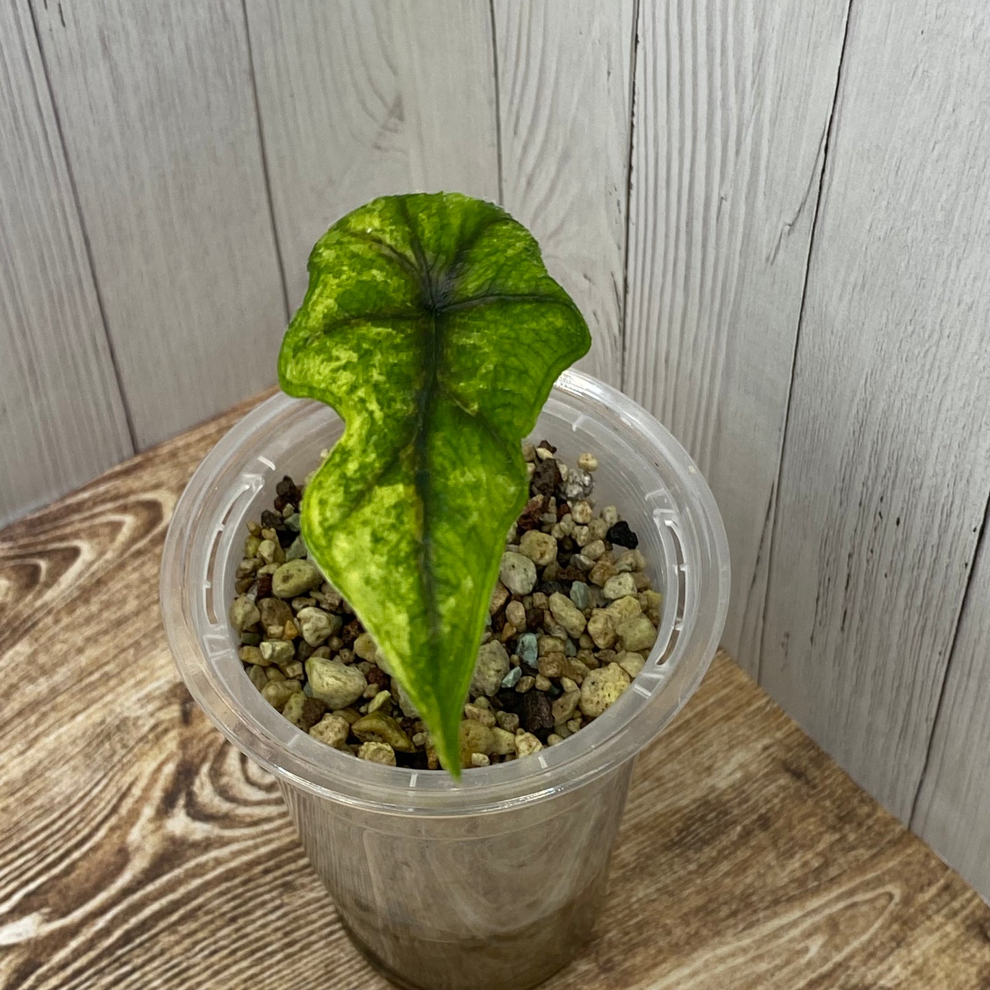 Alocasia Jacklyn Aurea - B (C)