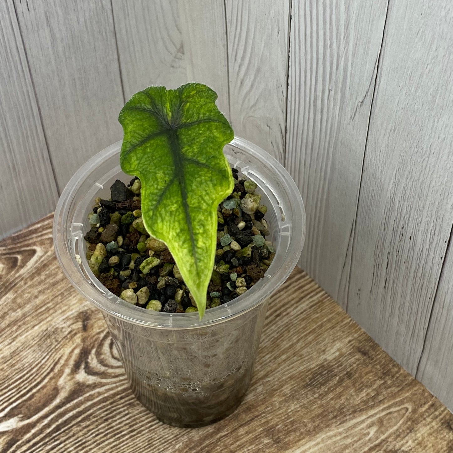 Alocasia Jacklyn Aurea - C (C)