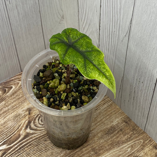Alocasia Jacklyn Aurea - C (C)