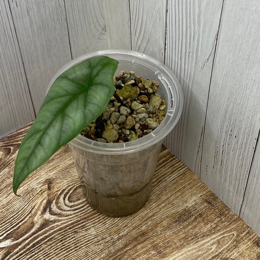 Alocasia Dragon’s Breathe - N