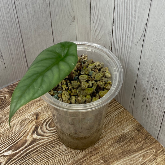 Alocasia Dragon’s Breathe - O