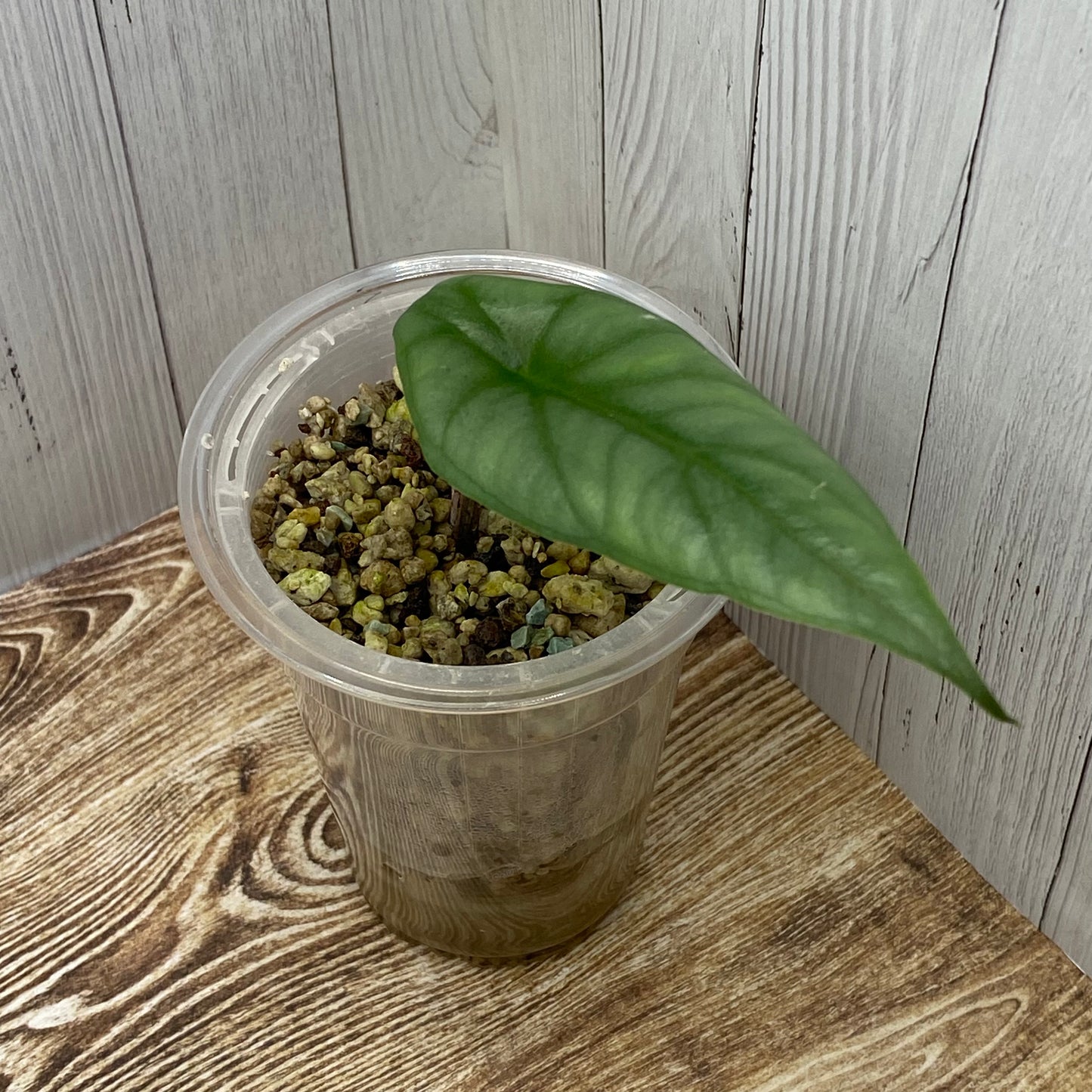 Alocasia Dragon’s Breathe - O