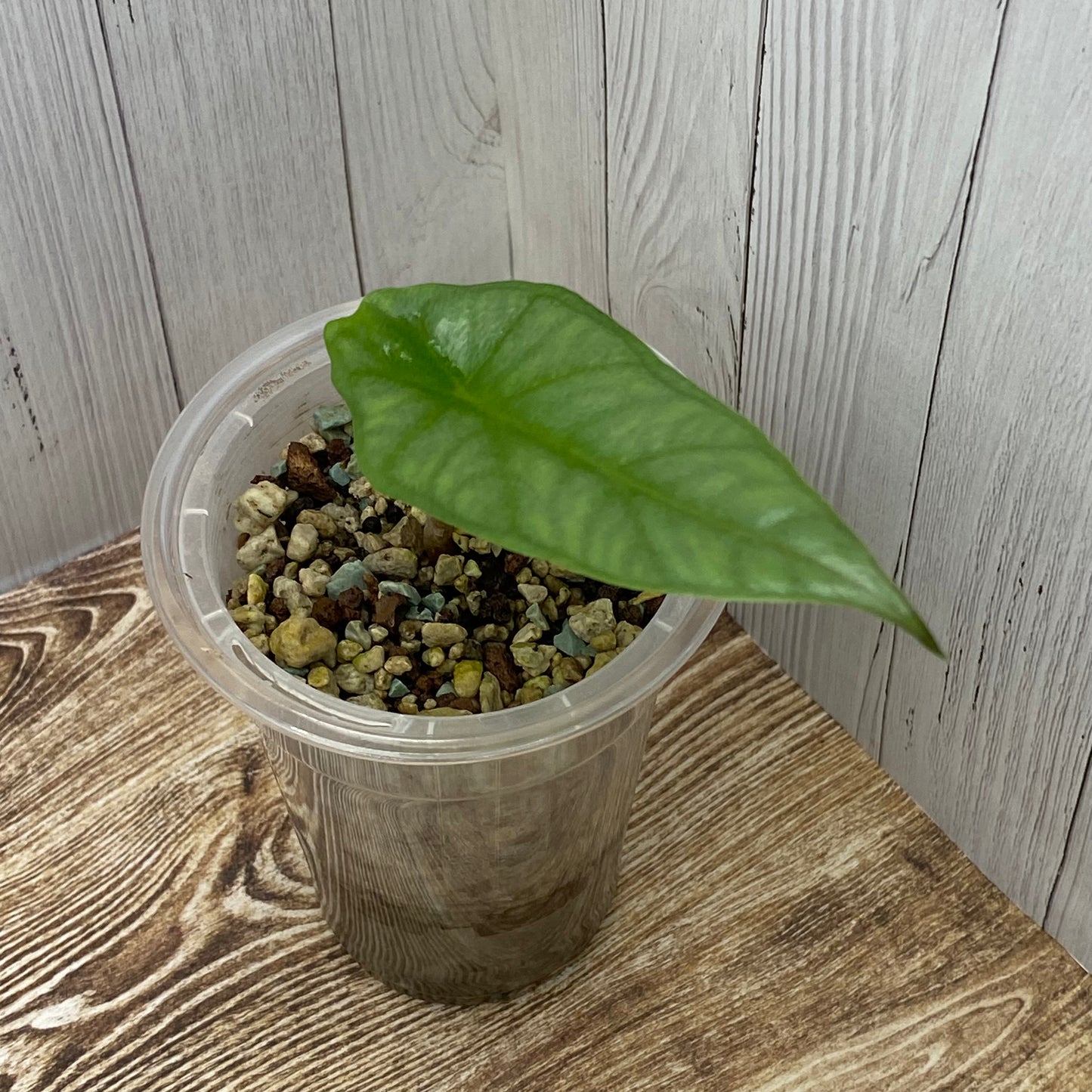 Alocasia Dragon’s Breathe - P