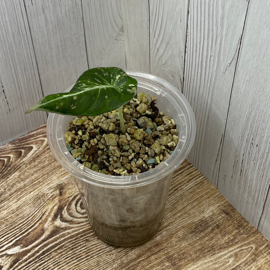 Alocasia Black Velvet Pink - A (C)