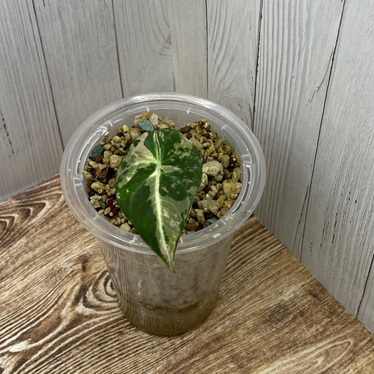 Alocasia Black Velvet Pink - B (C)