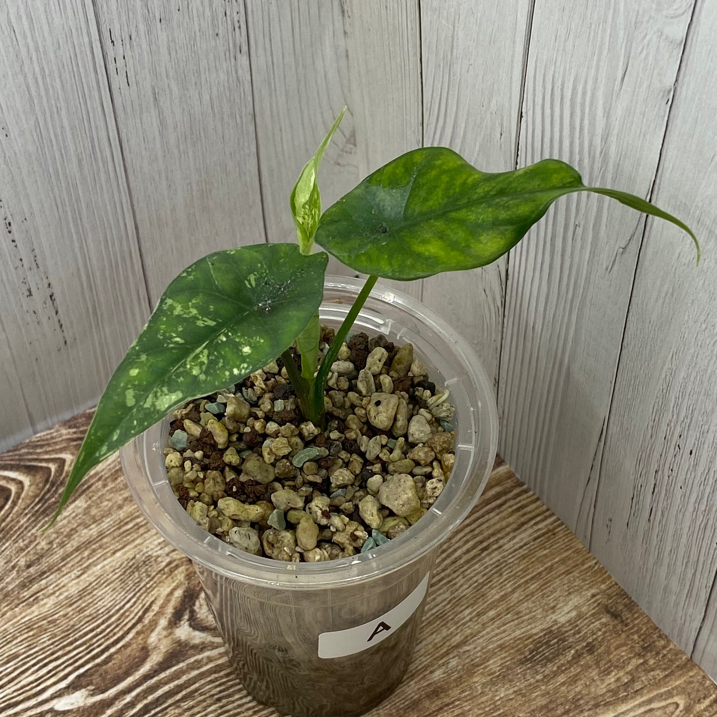 Alocasia Simpo Albo Variegated - A (C)