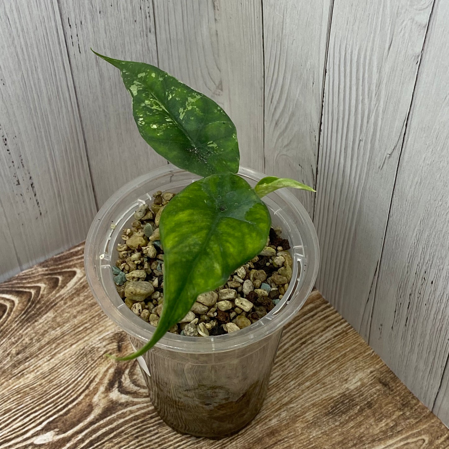 Alocasia Simpo Albo Variegated - A (C)