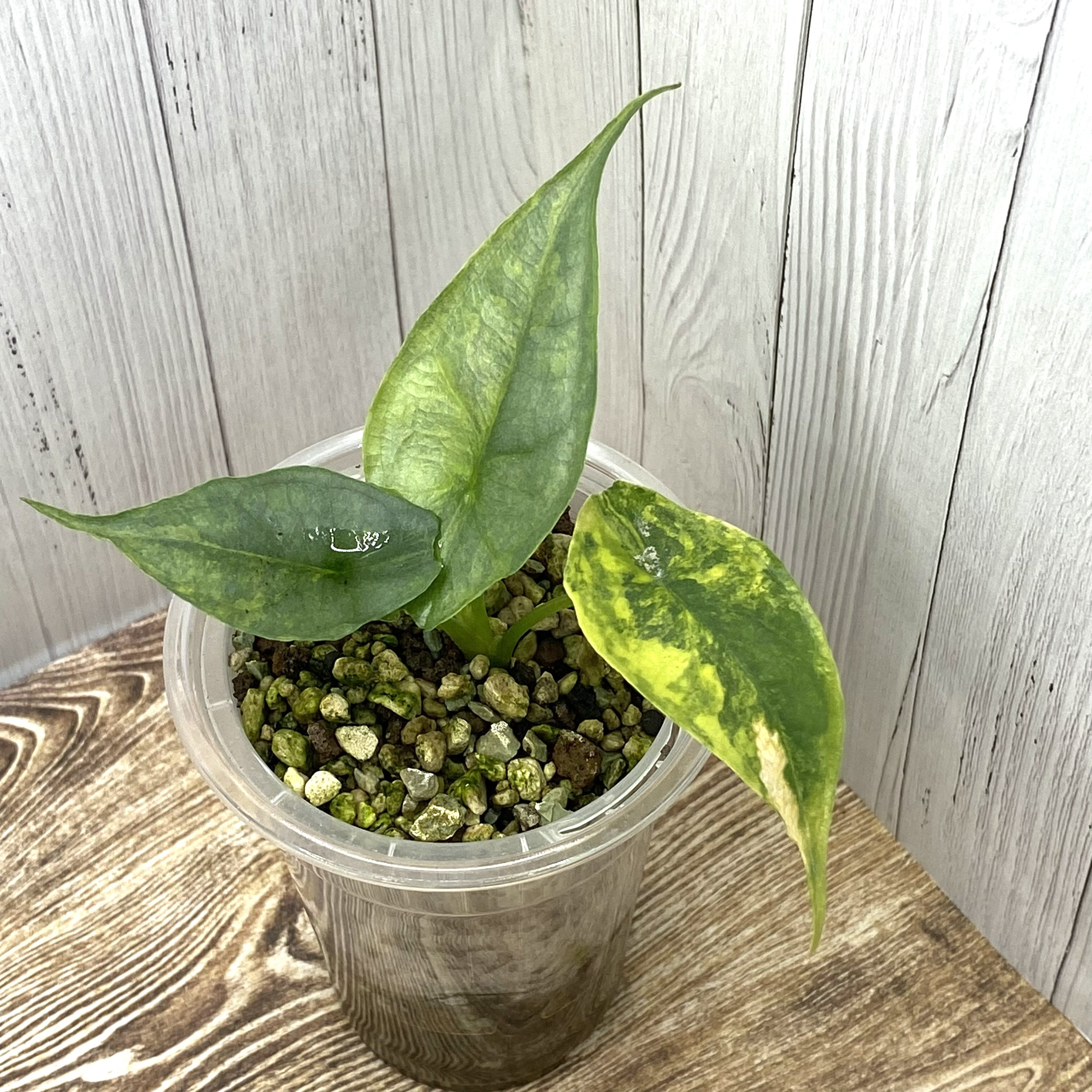 Alocasia Dragon's Breathe Aurea – Nelson Plant Guy