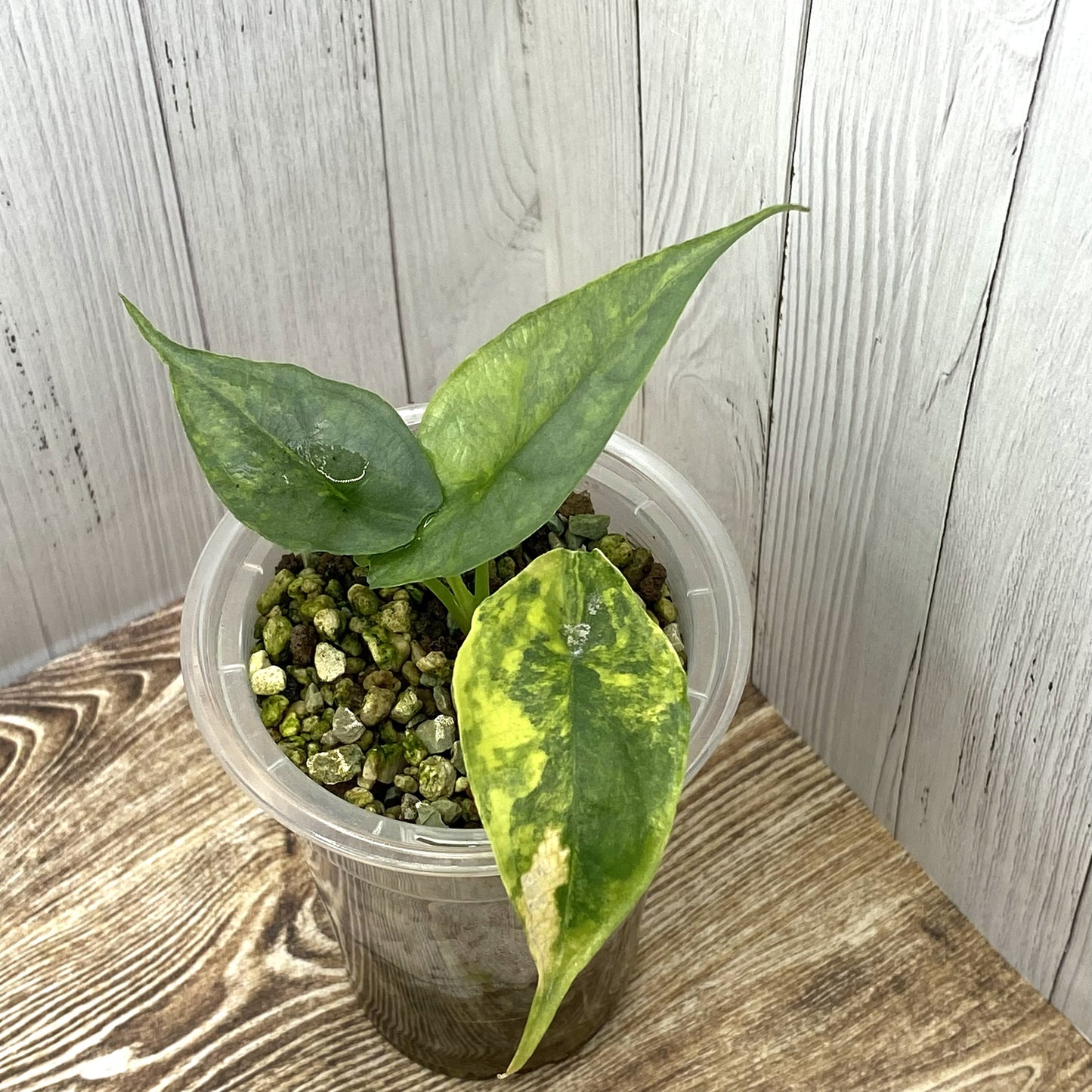 Alocasia Dragon’s Breathe Aurea