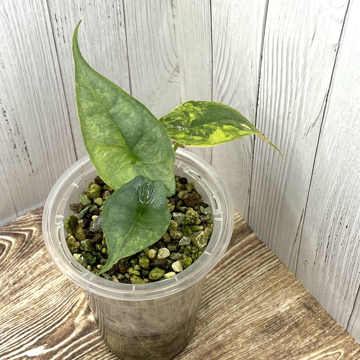 Alocasia Dragon’s Breathe Aurea