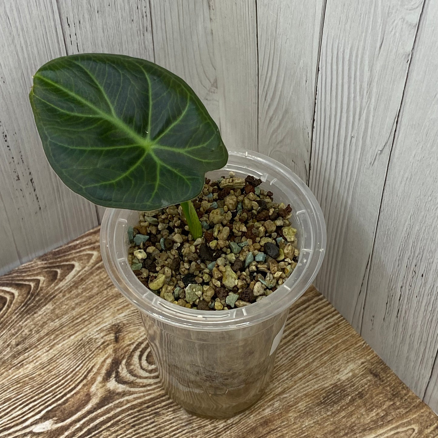 Alocasia Regal Shields - A (C)