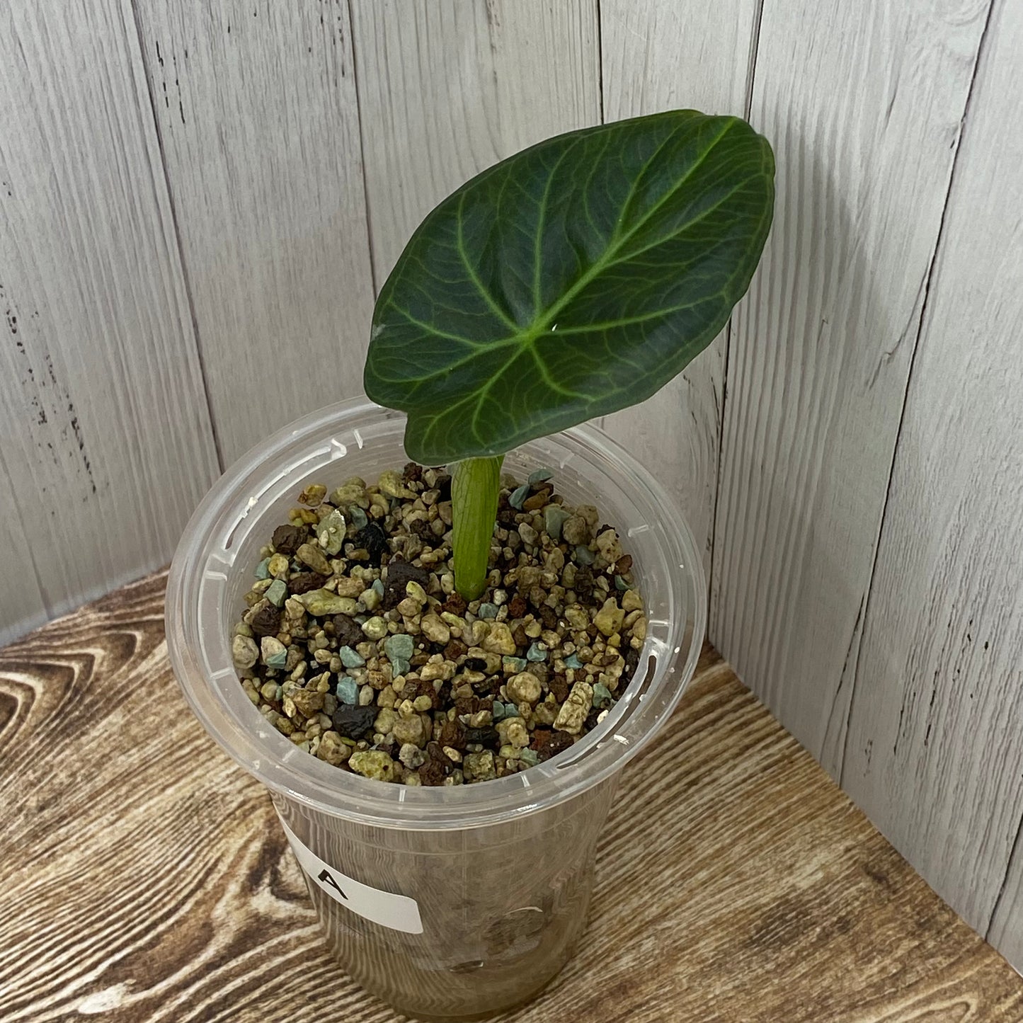 Alocasia Regal Shields - A (C)