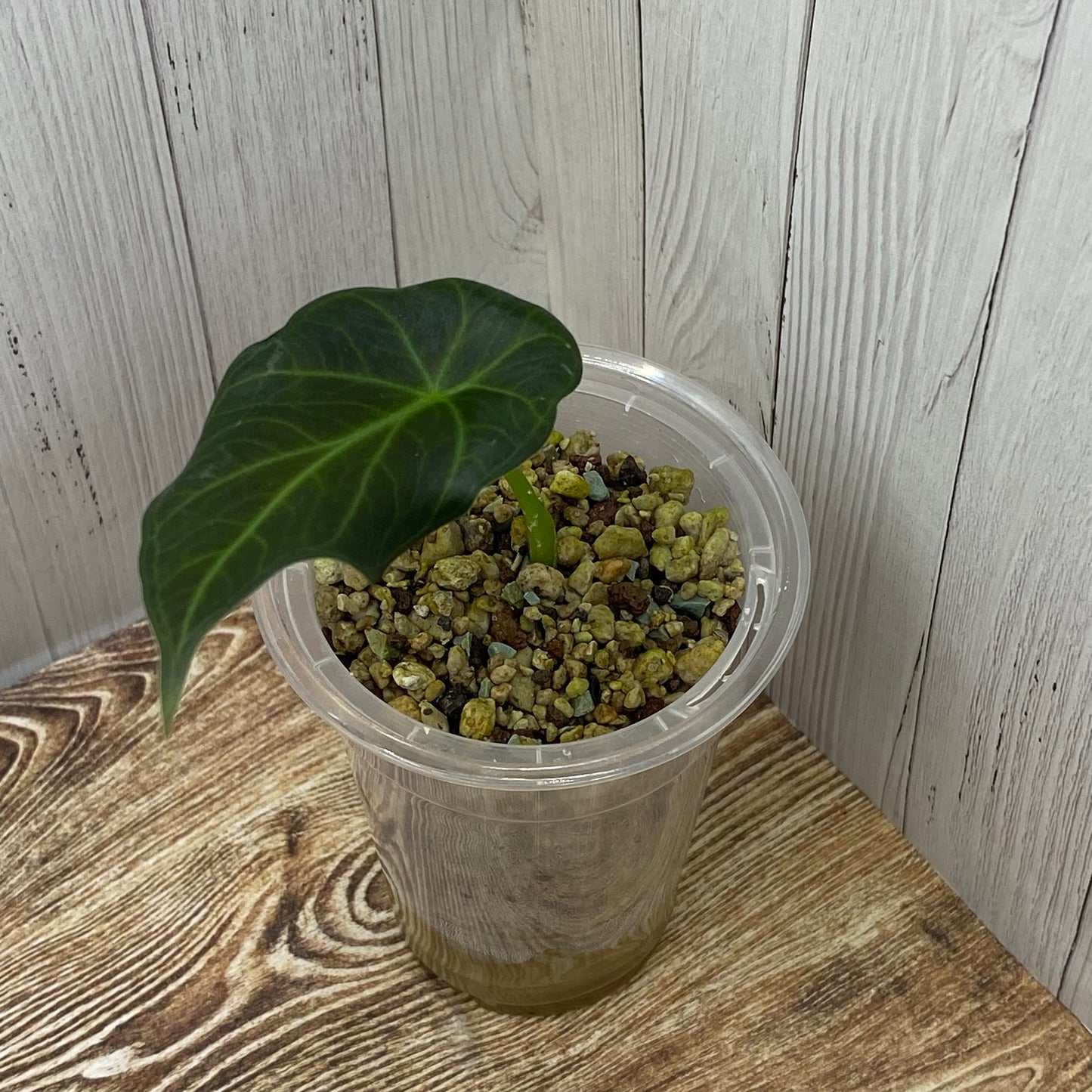 Alocasia Regal Shields - B (C)