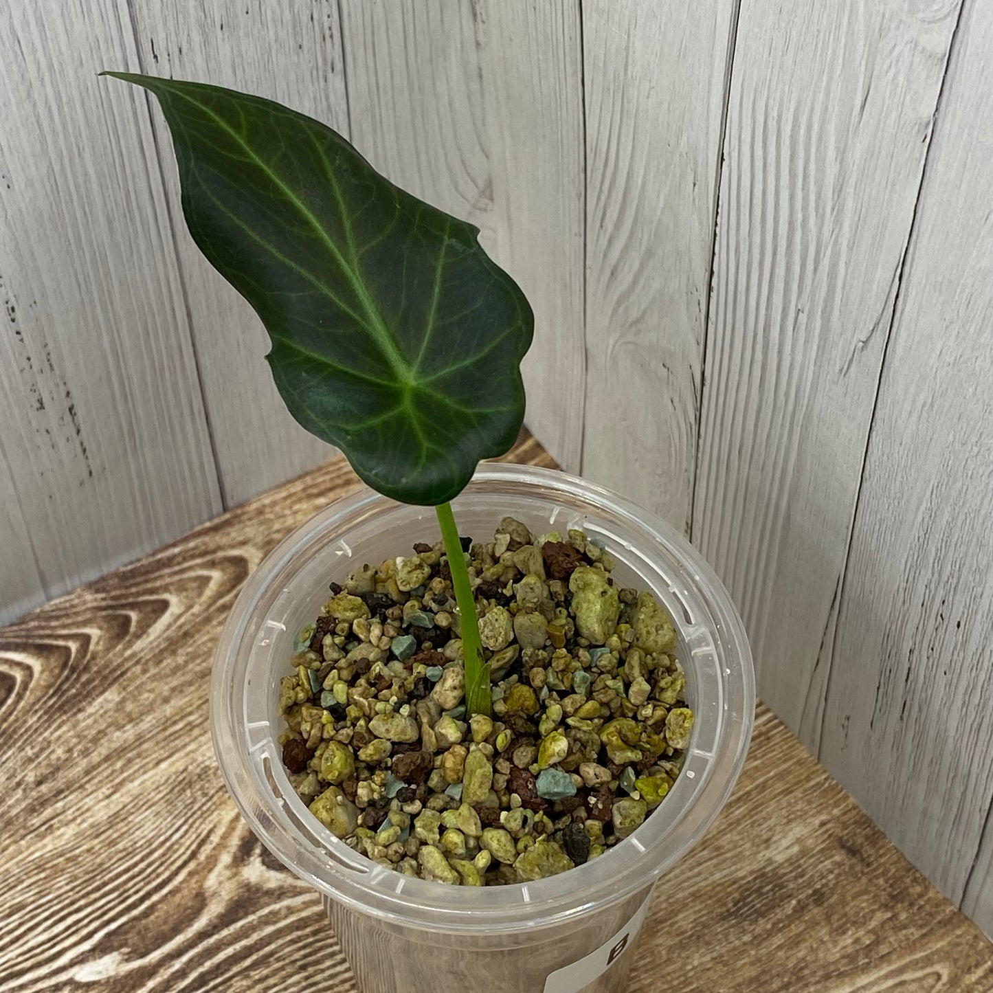 Alocasia Regal Shields - B (C)