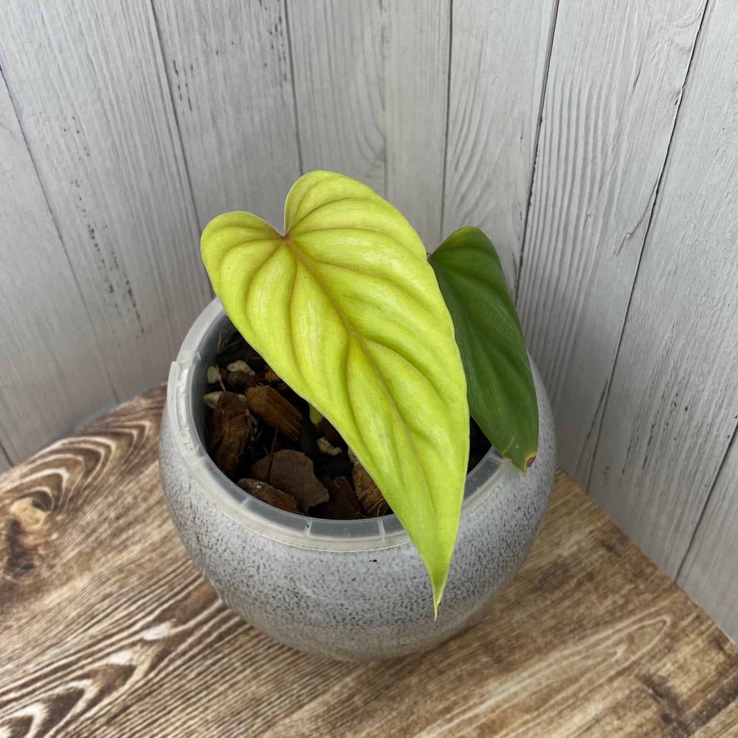 Philodendron Plowmanii – Narrow Form (Dark Form)
