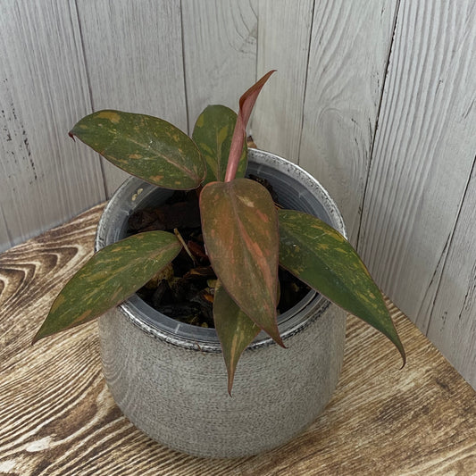 Philodendron Orange Princess - C