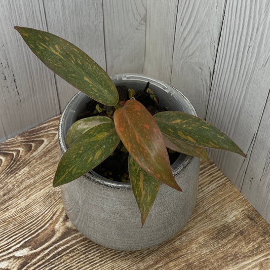 Philodendron Orange Princess - D