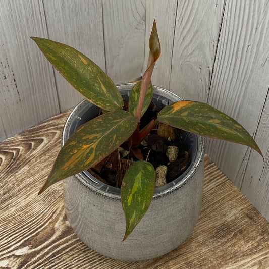 Philodendron Orange Princess - E