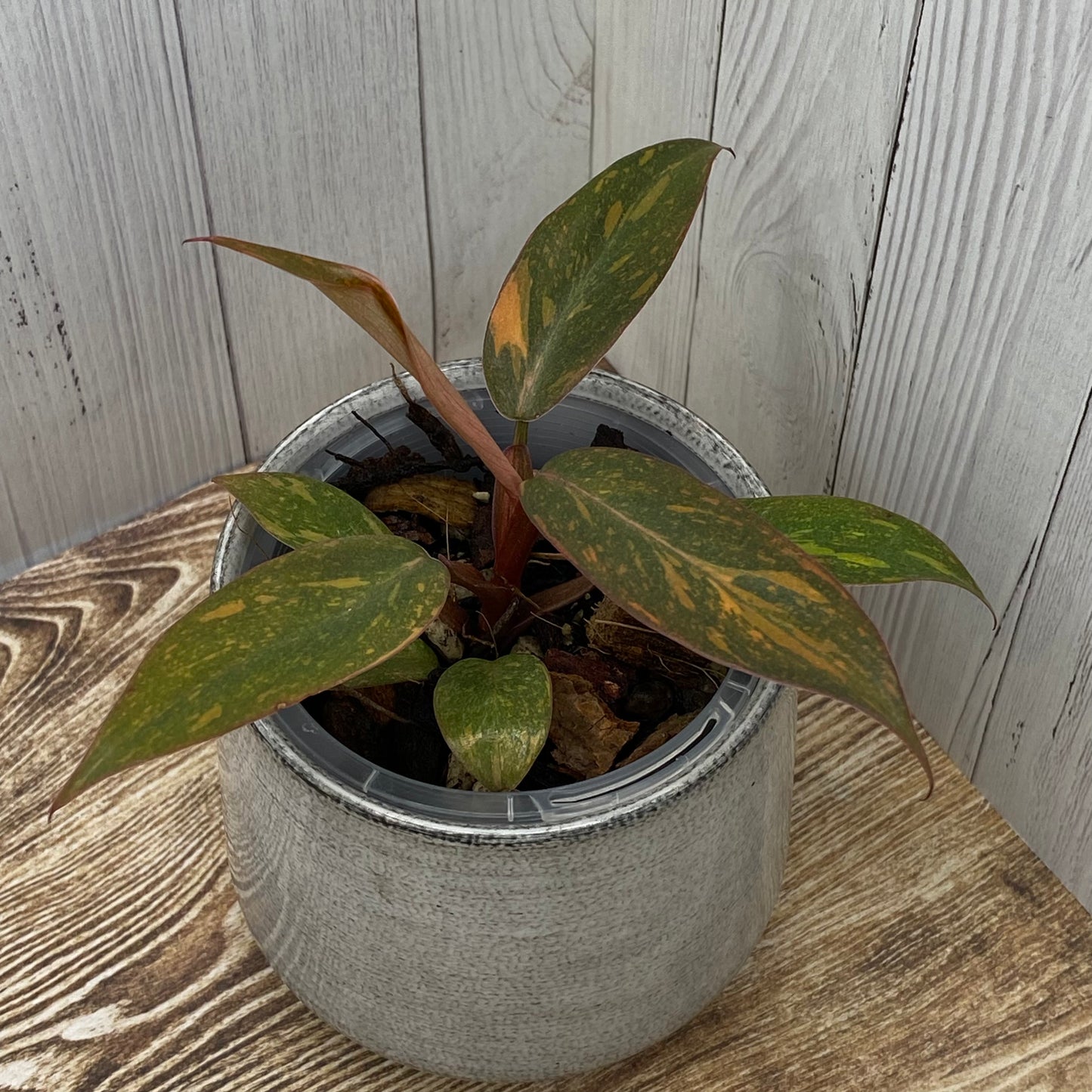 Philodendron Orange Princess - E