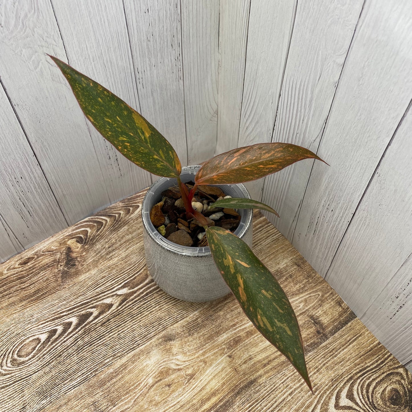 Philodendron Orange Princess - F