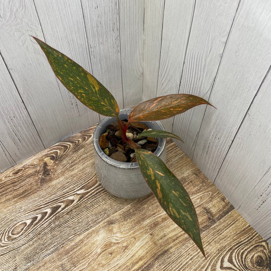 Philodendron Orange Princess - F