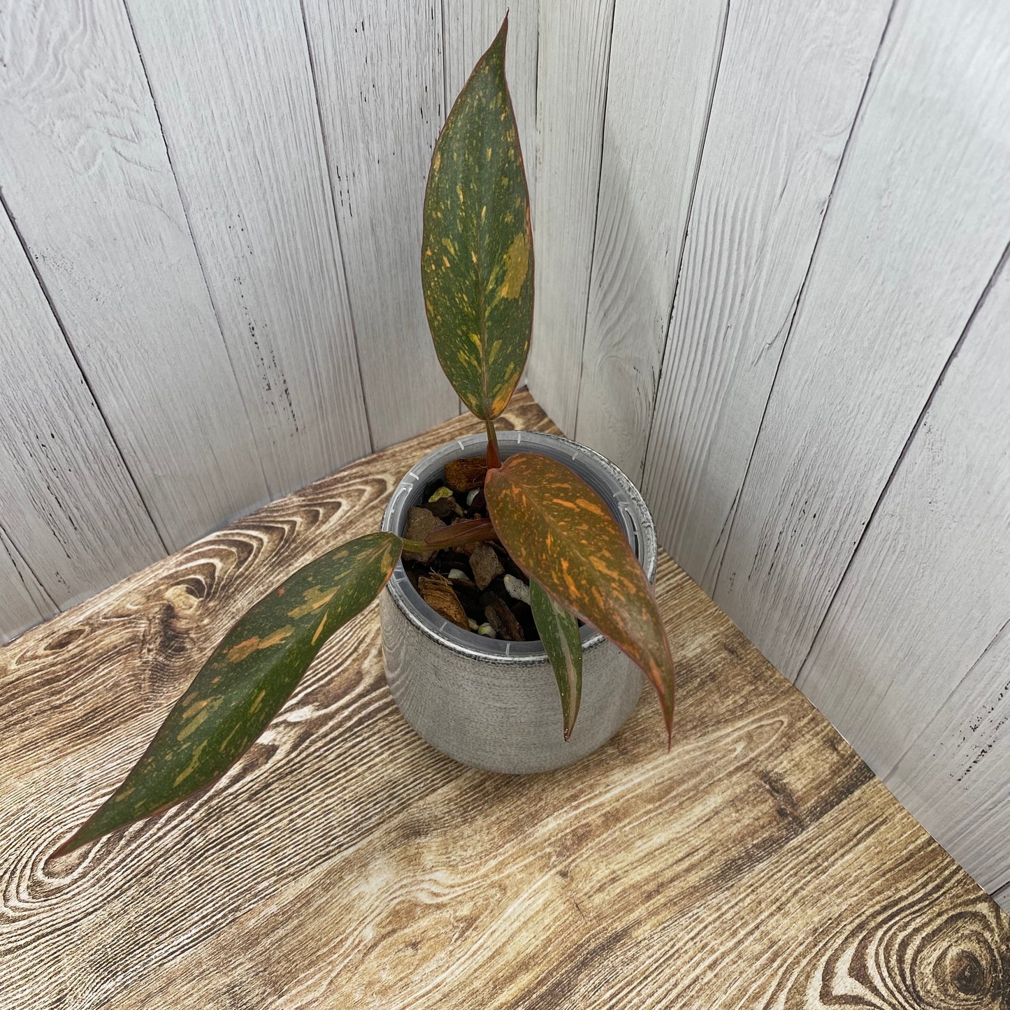 Philodendron Orange Princess - F