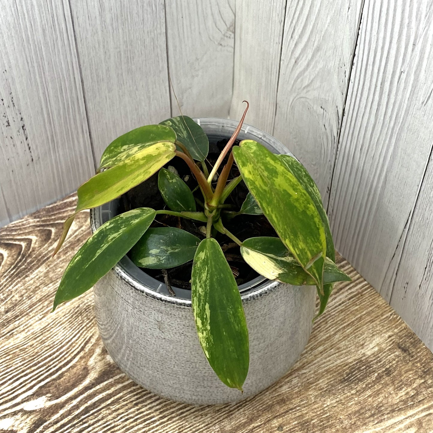 Philodendron Joepii Variegated  - Private Collection Release