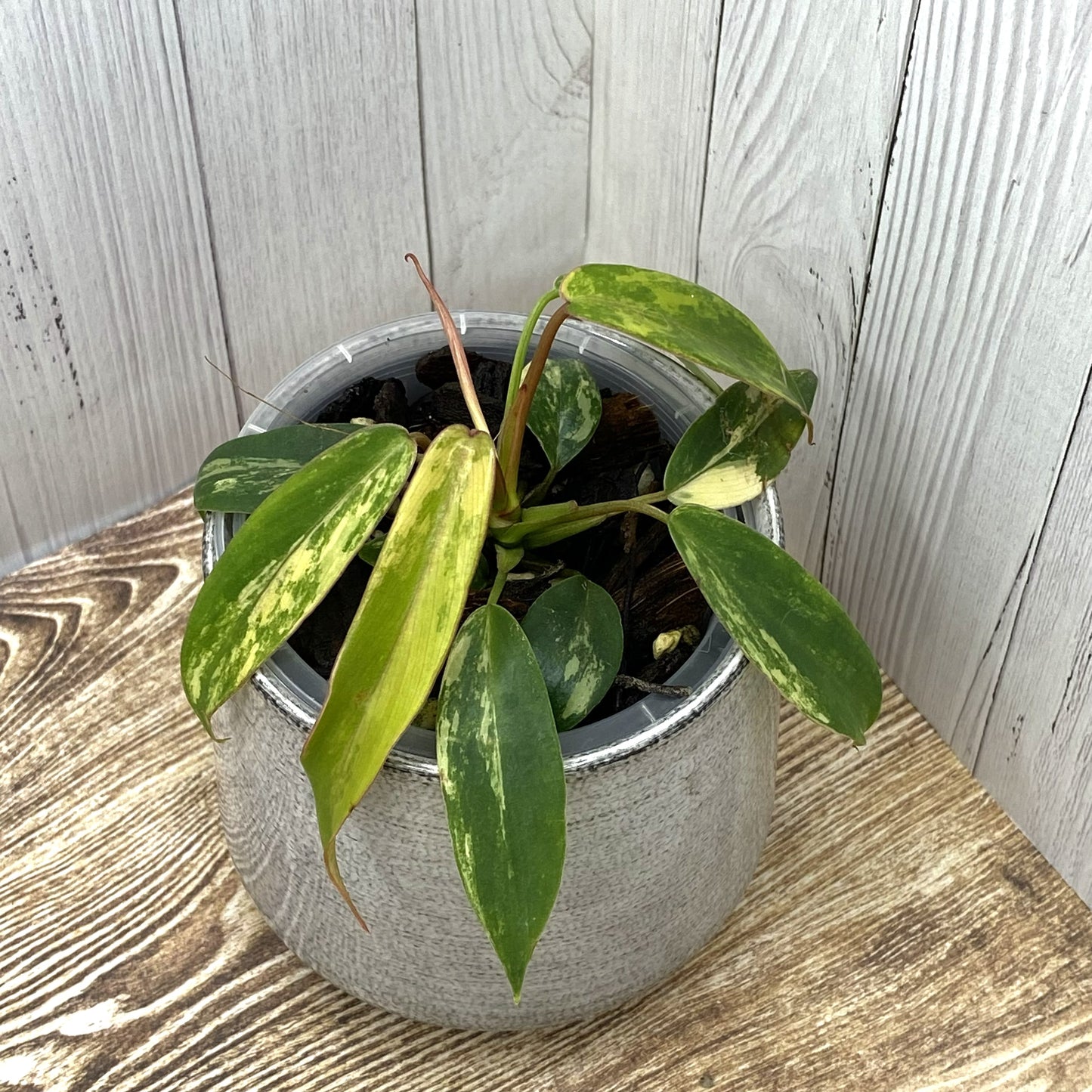 Philodendron Joepii Variegated  - Private Collection Release