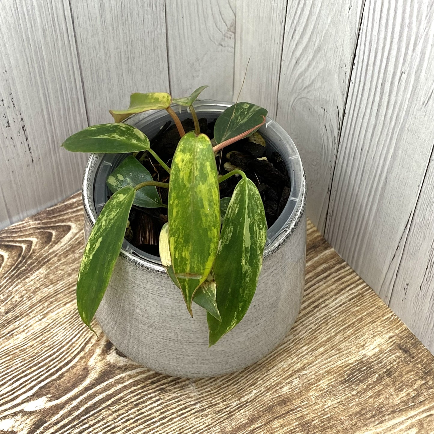 Philodendron Joepii Variegated  - Private Collection Release