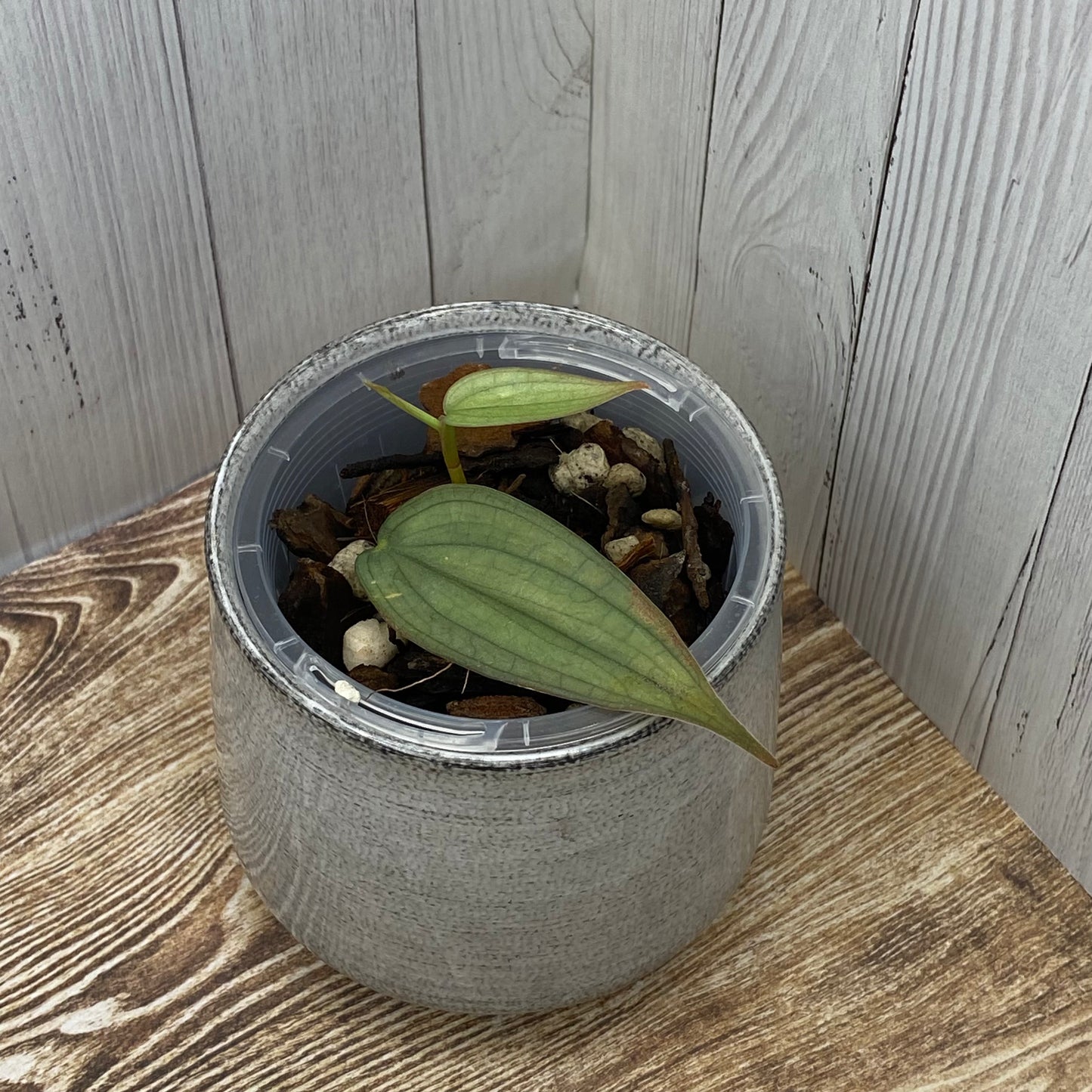 Philodendron Burle Marx Fantasy