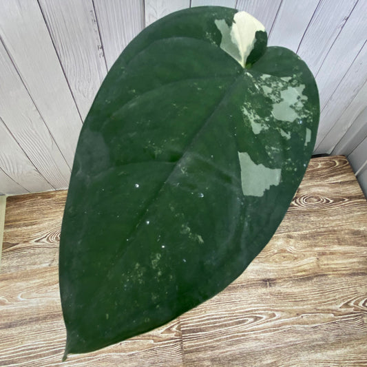 Syngonium Chiapense Variegated - B