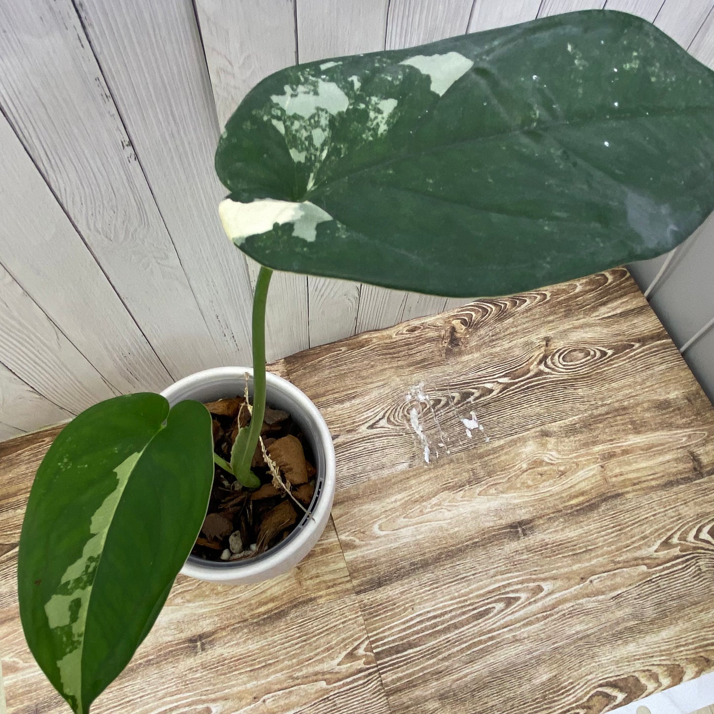 Syngonium Chiapense Variegated - B