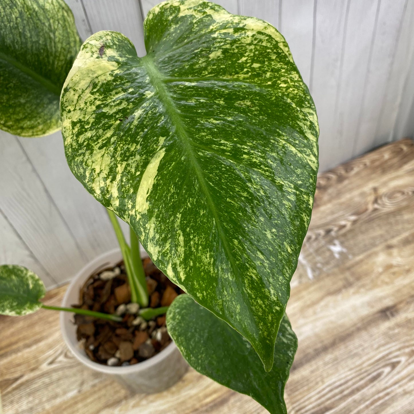 Monstera Deliciosa Mint (White Mint)