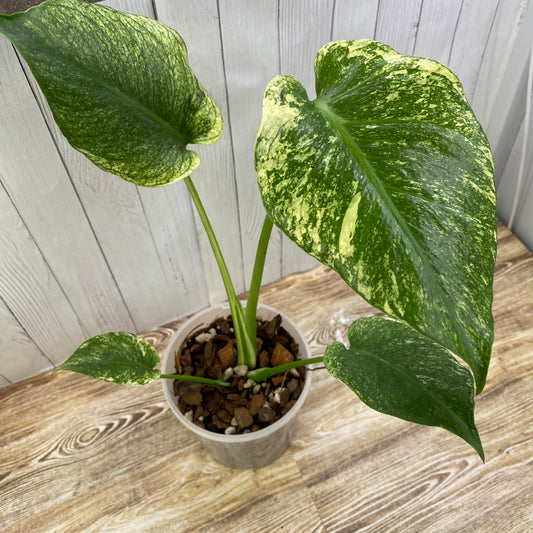 Monstera Deliciosa Mint (White Mint) - Sellers Choice
